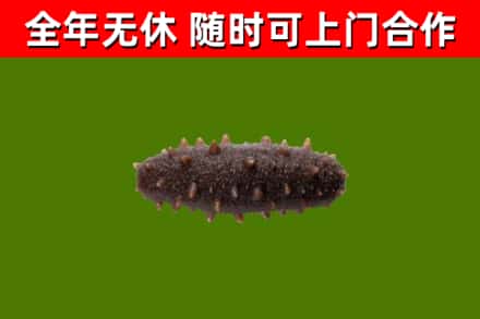 博望烟酒回收干海参.jpg